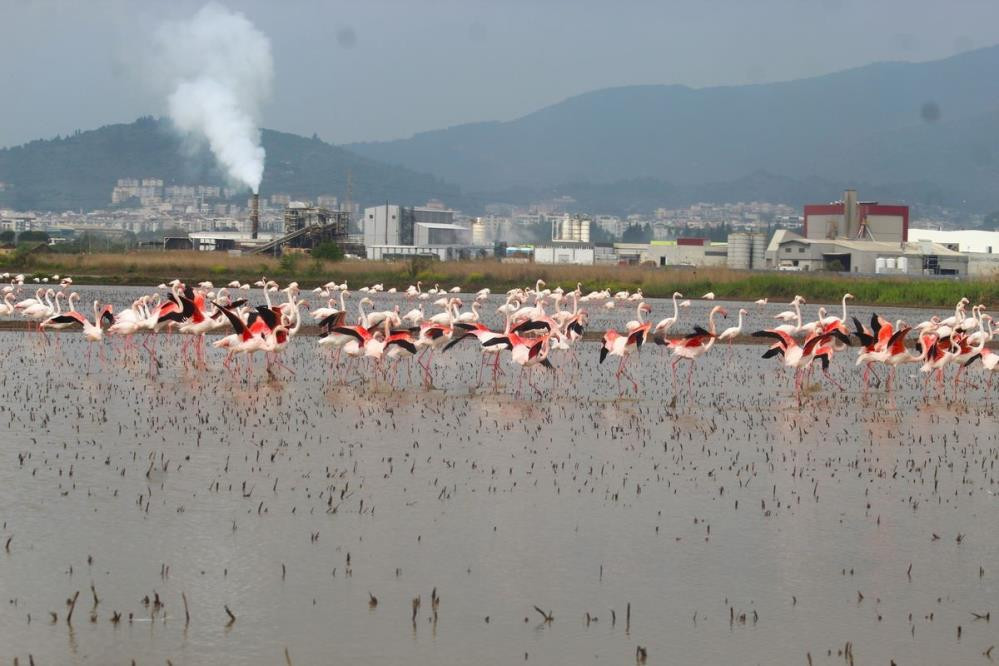 Flamingolar Söke Ovası’nda